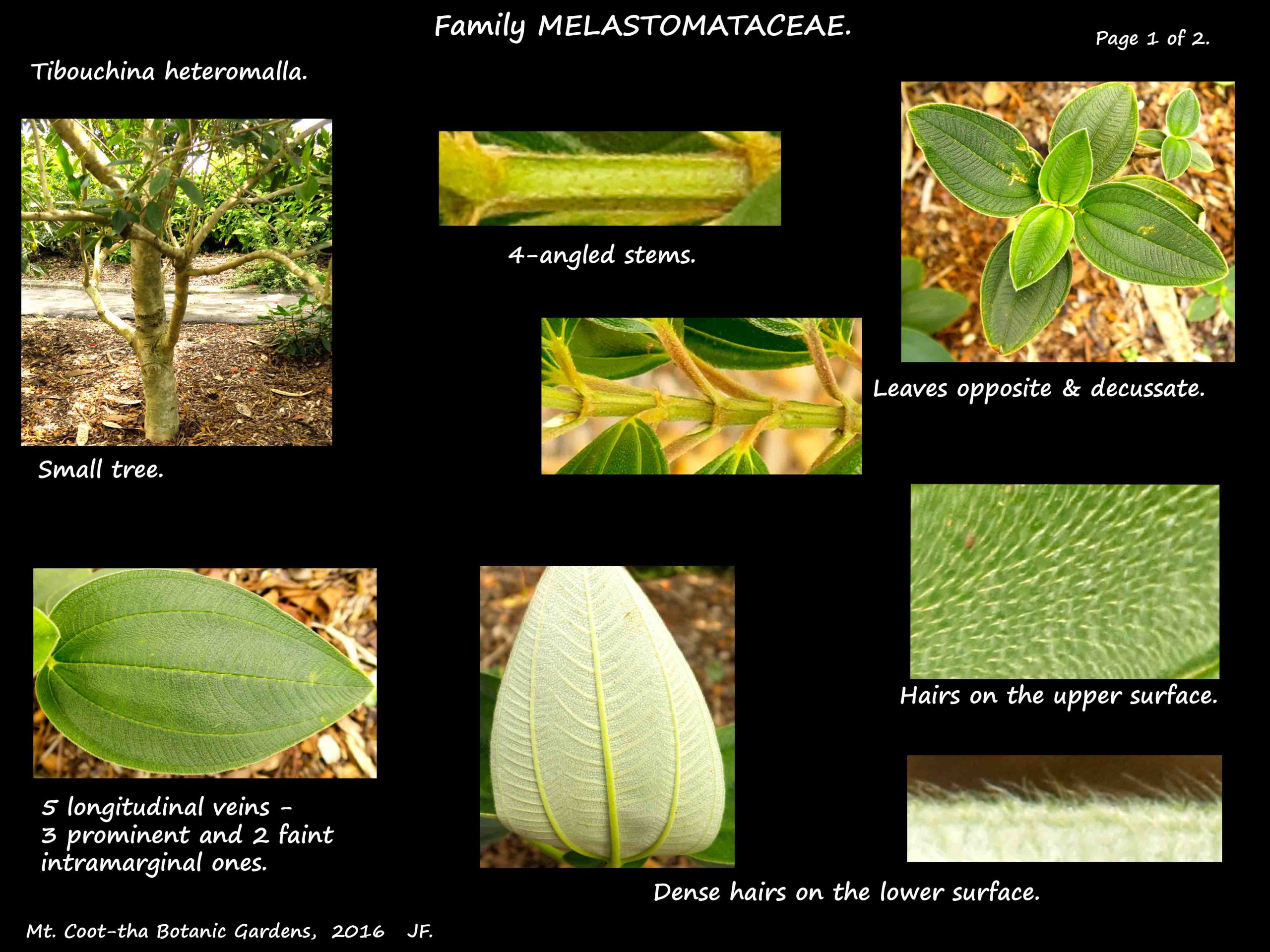 1 Tibouchina heteromalla leaves